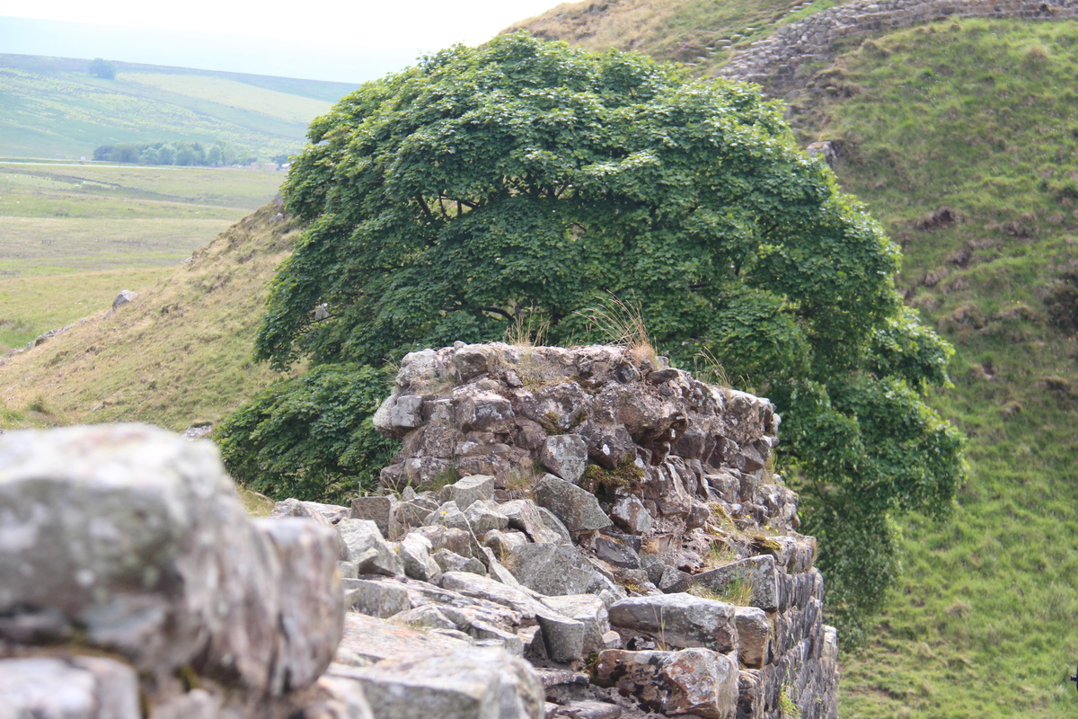 Sycamore Gap 5 June 2018 by Dave Strother